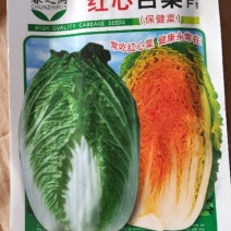 大白菜种子