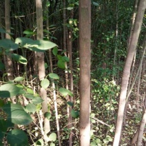 丝绵木261~300cm