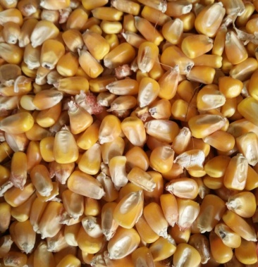 [玉米批发]先玉335玉米 16~20%价格0.97元/斤 - 一亩田