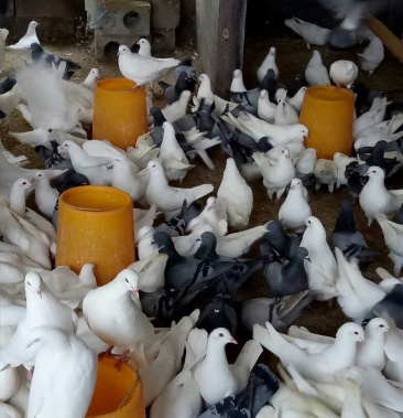 江西赣州上犹县物流运费待商议规格种鸽6000只立即订购彭思平个人等级