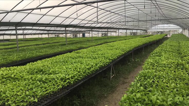 北方温室百香果种植实景图