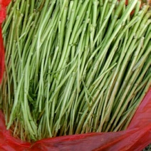 【牛商推荐】新鲜芦篙品质上乘专业批发量大从优可实地