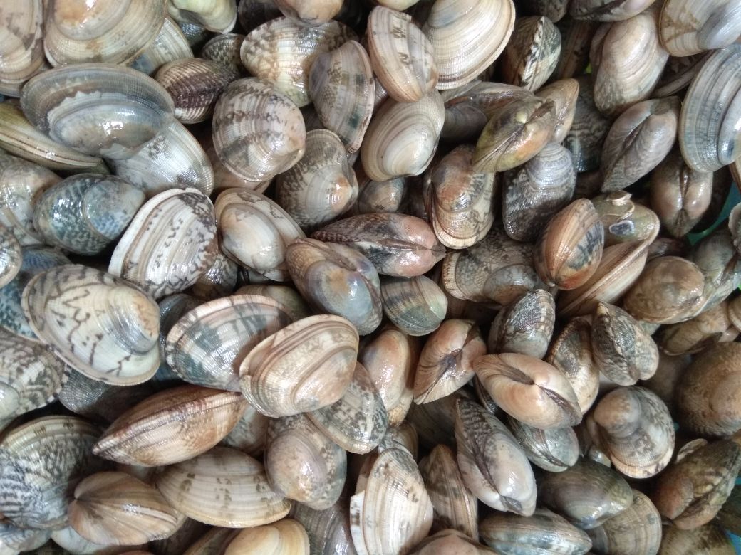 两张并列图片:左侧为秋季肥美的花蛤,壳厚肉满,内脏清晰;右侧为夏季繁殖期的花蛤,生殖腺膨大,肉质稀薄,颜色偏黄。背景为浅海滩涂环境 花蛤在不同季节的对比图