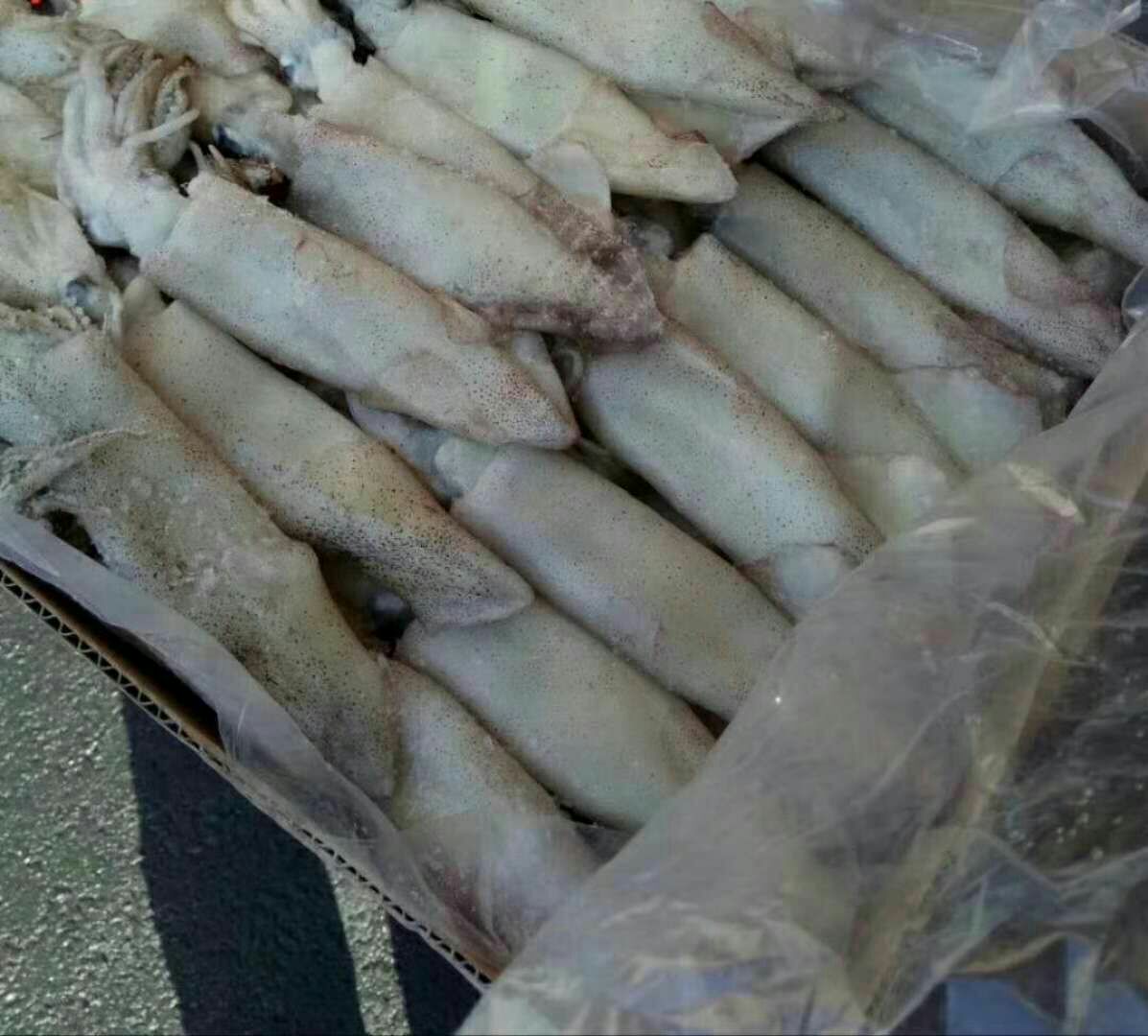 中国南美对虾主产区地理分布图
