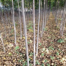 秋花栾树3公分栾树