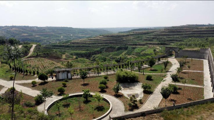 多杆油松在城市公园中的实际应用效果