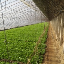 苦苣菜15~20厘米