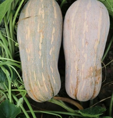 蜜本南瓜45斤以上长条形