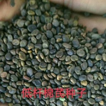 黄芪种子85%以上