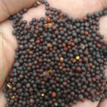 油菜籽1级