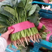 河北万亩菠菜基地直供实力代办诚信经营视频看货
