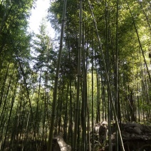 绿竹9~10m