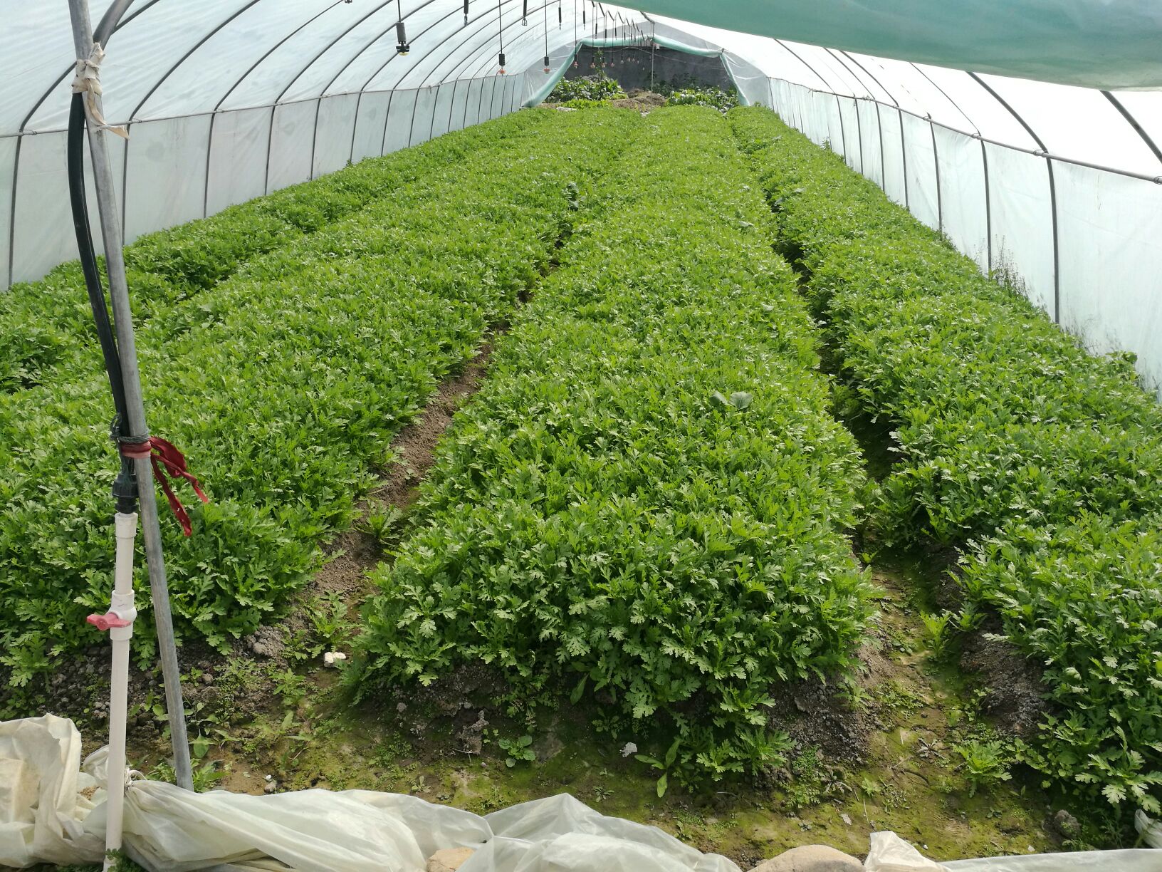 茼蒿遮阳网覆盖种植