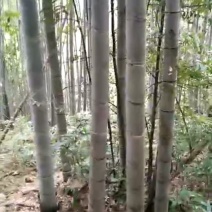 竹子竹子15-18m
