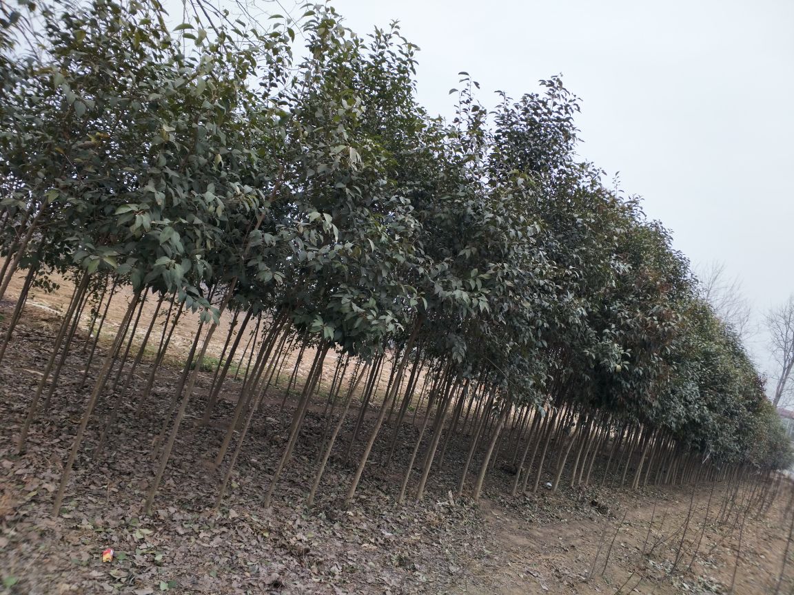 大叶女贞成年树木全景图