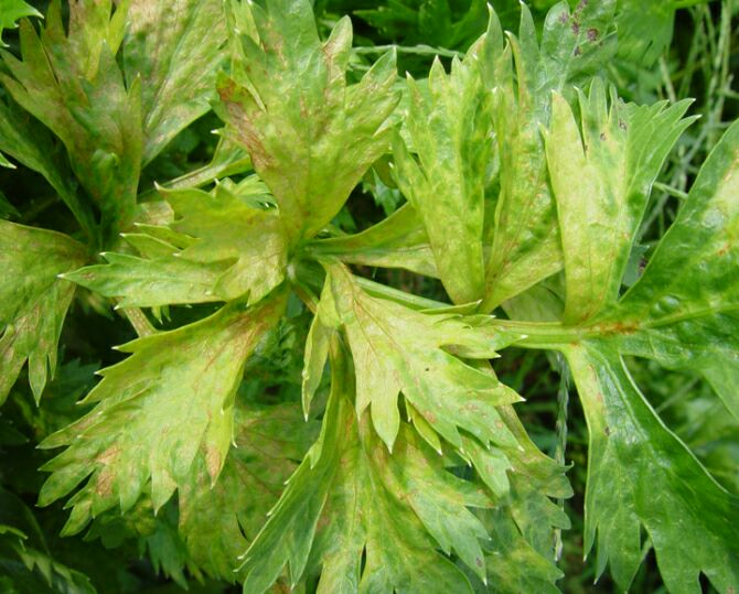山芹菜植株特写