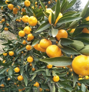 [马水桔批发]马水桔 3.5~4cm价格3.50元/斤 - 一亩田