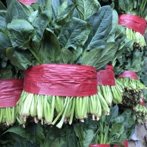 山东金乡大叶菠菜大量上市，做工精细，装箱，装袋，散装