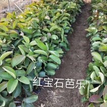 番石榴苗30~50cm