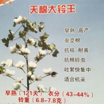 棉籽