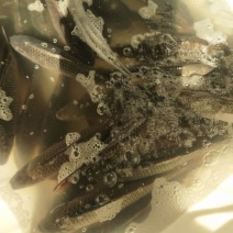 河鲤鱼食用1~2公斤