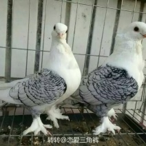 玩赏鸽元宝鸽各种观赏鸽出售