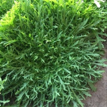 苦苣菜12~15厘米