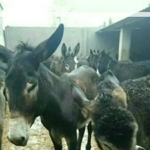 驴肉鲜货