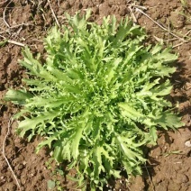 苦菊10~12cm