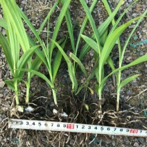 三叉白芨种苗10~20cm