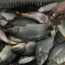 河鲤鱼食用2~3公斤