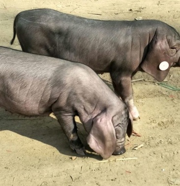 太湖母猪纯种太湖母猪种猪