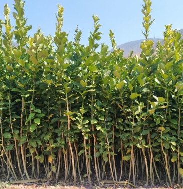 香橼树苗包成活率教种植自己家育苗保证质量