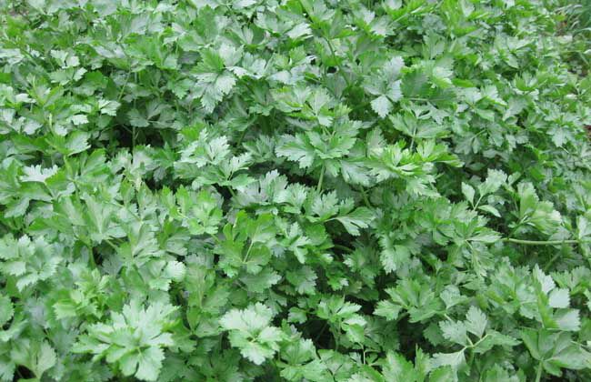 野生山芹植物特写图,展示其叶片与茎部结构 山芹植物特写