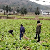 儿菜2两以上