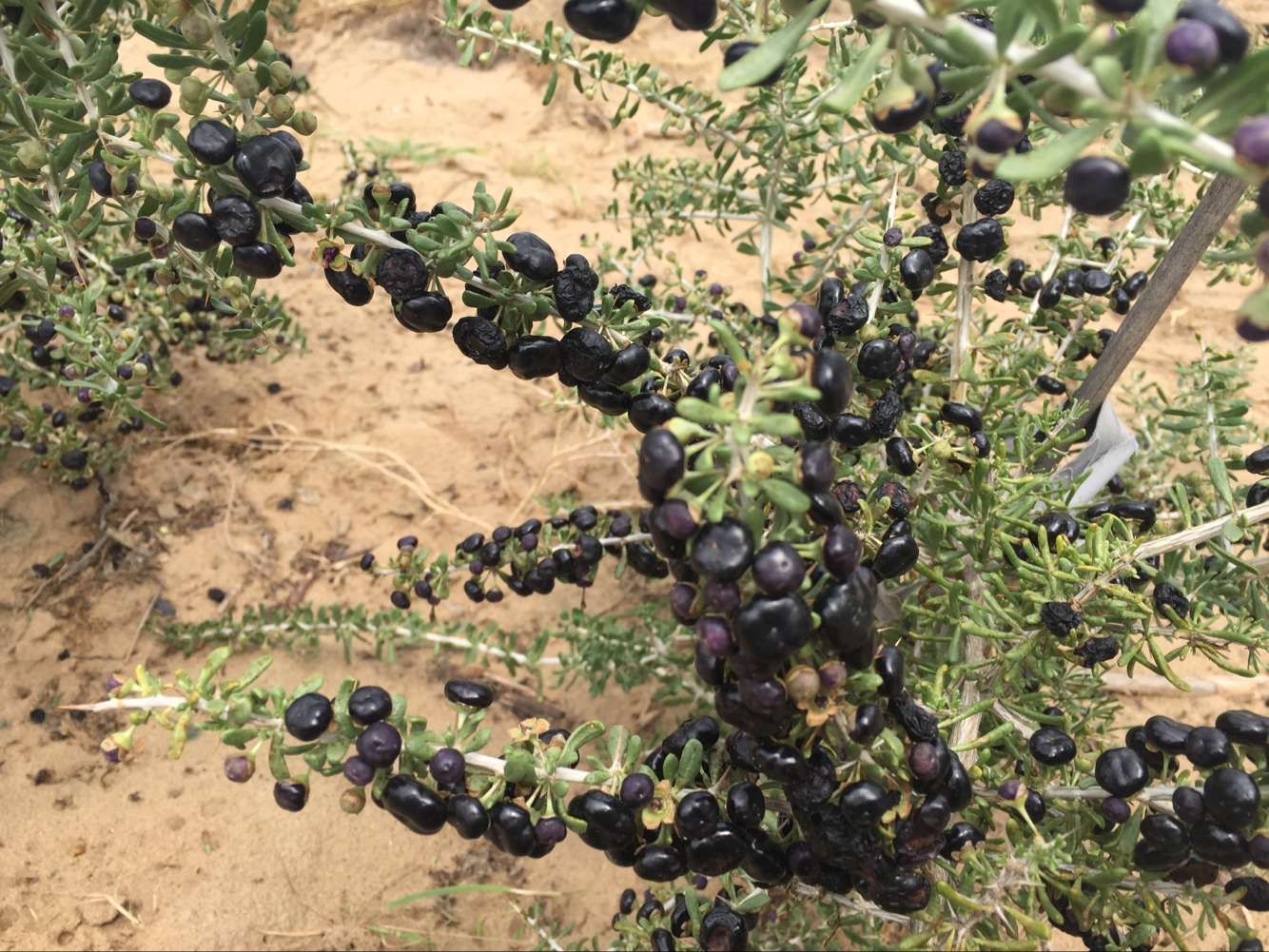 黑枸杞植株全貌