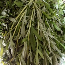 芦篙