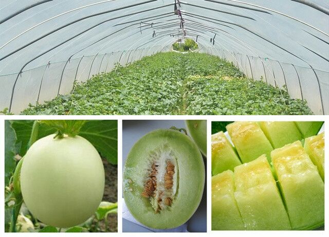 玉菇甜瓜种籽种植过程图