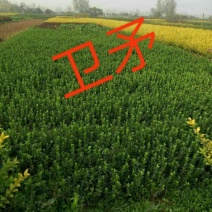 胶州卫矛2cm以下4cm以下0.5米以下