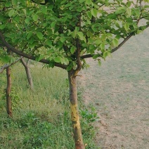 木瓜树261~300cm