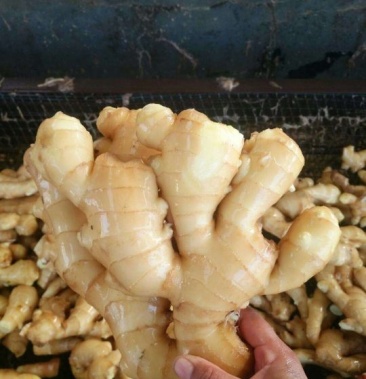 [生姜批发]生姜 4两以上 水洗价格1.20元/斤 - 一亩田