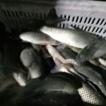 鲤鱼放钓放生饭店配送