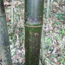 苦竹5~6m