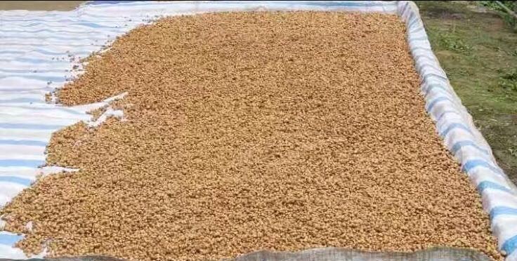 生柴胡药材晾晒场景