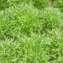 苦菊10~12cm