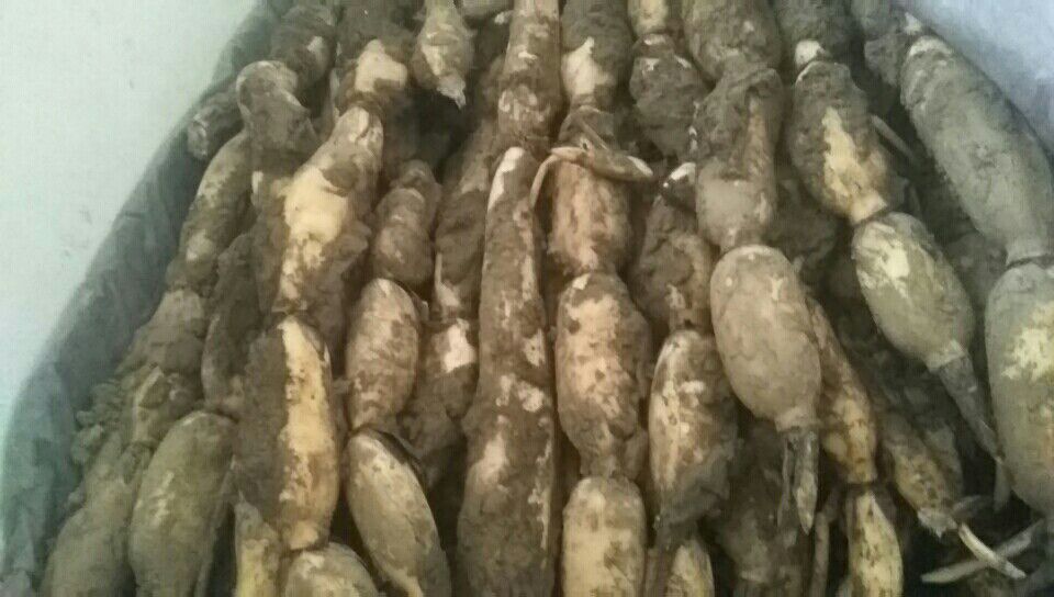 白莲藕清洗与去皮过程