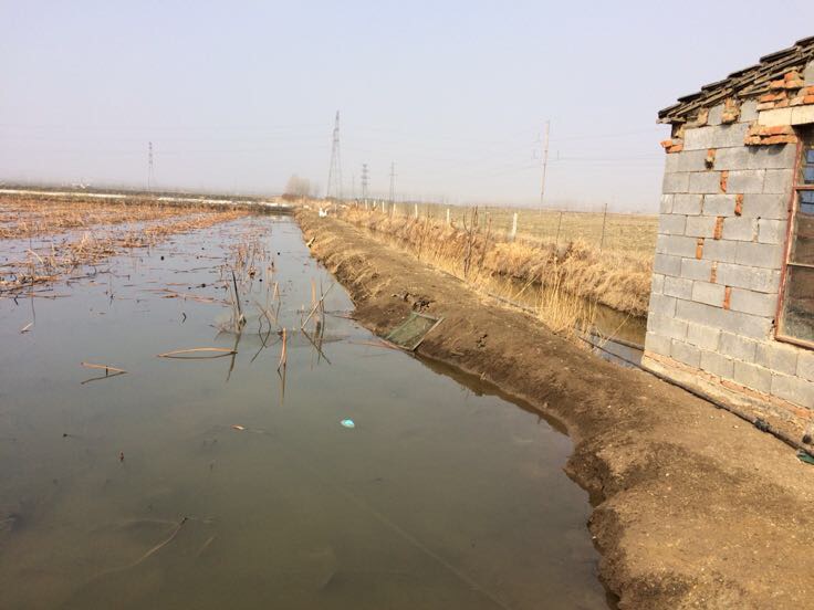 冬季湖北某莲藕基地正在进行清园作业,工人正在翻耕田块并撒施生石灰,田面干燥龟裂,远处堆放着清理出的荷秆残体,天空灰蓝色,体现典型长江中游冬季景象 湖北莲藕种植基地冬季清园与土壤改良作业