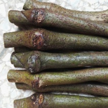 零售25元99棵包邮无渣粉葛待育芽枝条葛根种苗桂葛一号