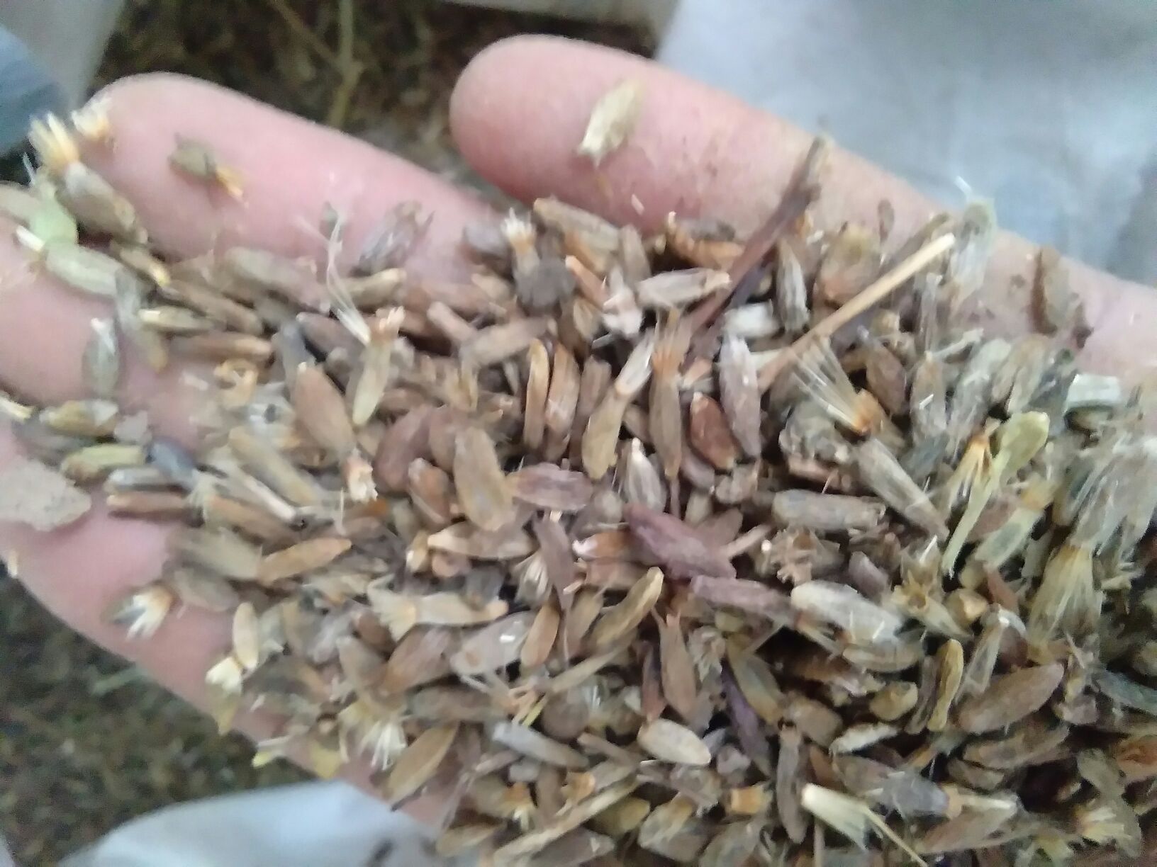 实验室研究人员分析油松提取物