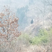 荒山转包10~30年10~100亩